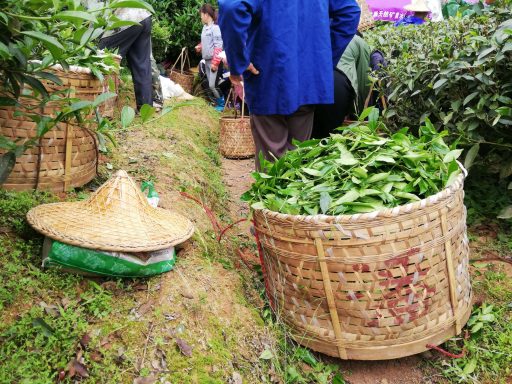 A bamboo basket full of freshly picked tea leaves and bamboo hat in the foreground, with tea pickers in the background