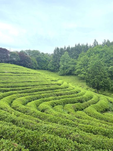 Rows of tea fields on a hill, with a forest in the distance