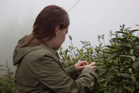 Meg picks tea in foggy, rainy weather